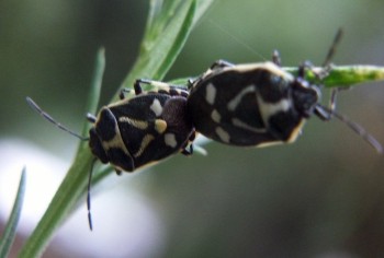 Nuove gallerie: insetti in accoppiamento